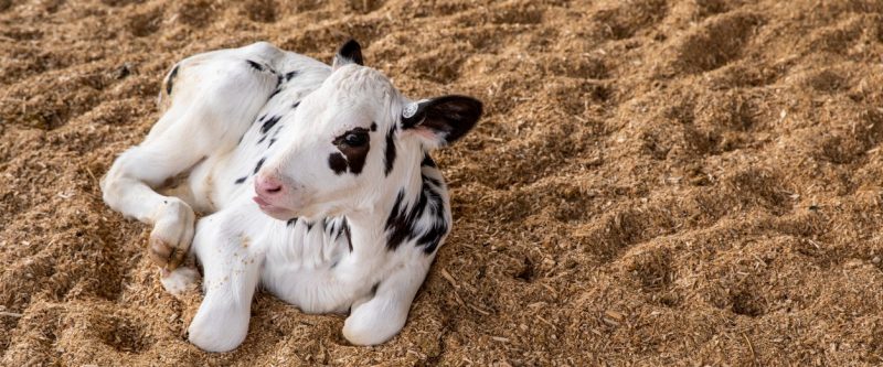 dairy cow