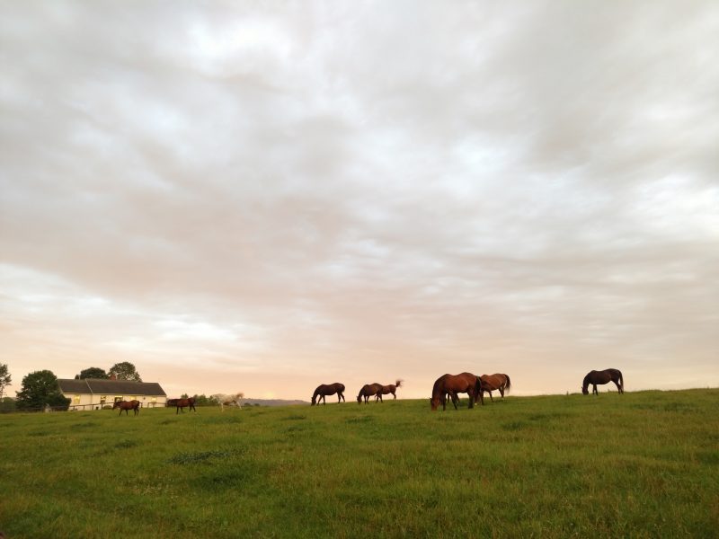 image of horses at MAREC