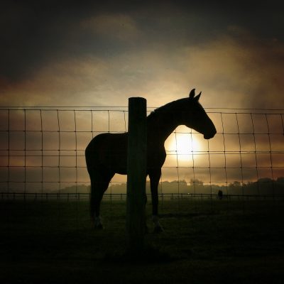 image of horse at smithfield horse center
