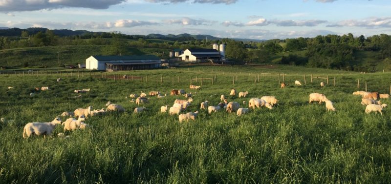 Image of SWAREC Ewes and Lambs