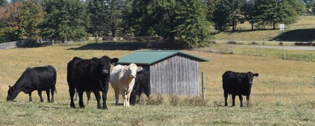 kentland central barn cattle