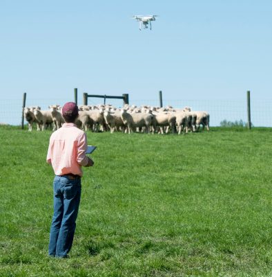 Flying drone on farm