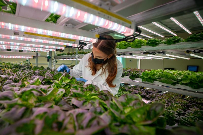 Image of plants in controlled environment