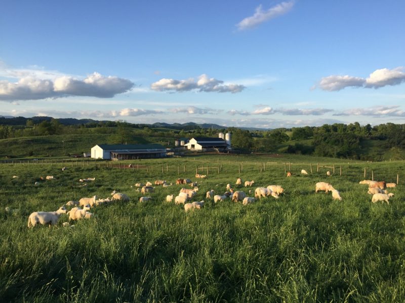 Image of SWAREC Ewes and Lambs