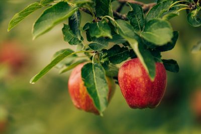 Researchers at the Alson H. Smith Jr. Agricultural and Extension Research Center are studying methods to fight fire blight, a contagious and often deadly disease that affects apples and other pome fruits, such as Asian pears. Photo by Sam Dean for Virginia Tech.